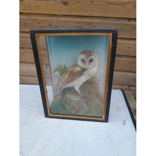 210 - Taxidermy interest : well executed early 20th century barn owl in glass case, not side panels presen... 