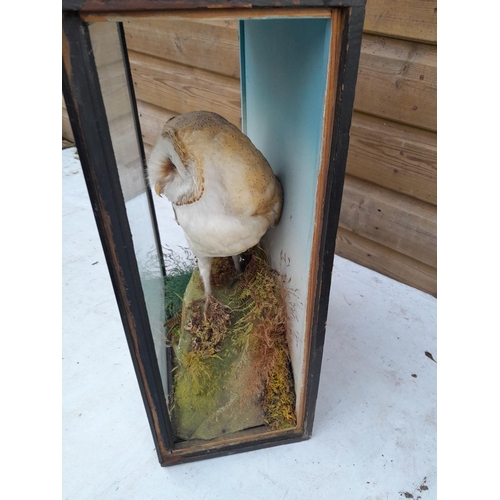 210 - Taxidermy interest : well executed early 20th century barn owl in glass case, not side panels presen... 