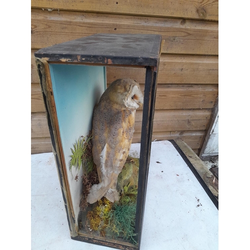 210 - Taxidermy interest : well executed early 20th century barn owl in glass case, not side panels presen... 