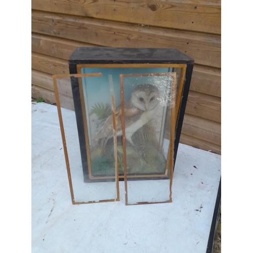 210 - Taxidermy interest : well executed early 20th century barn owl in glass case, not side panels presen... 