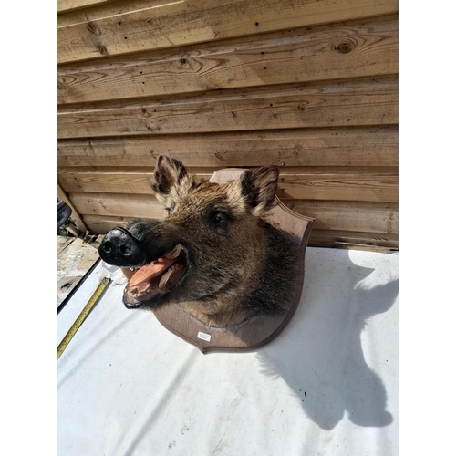 632 - Taxidermy interest :  Vintage well stuffed large boars head mounted on oak plaque