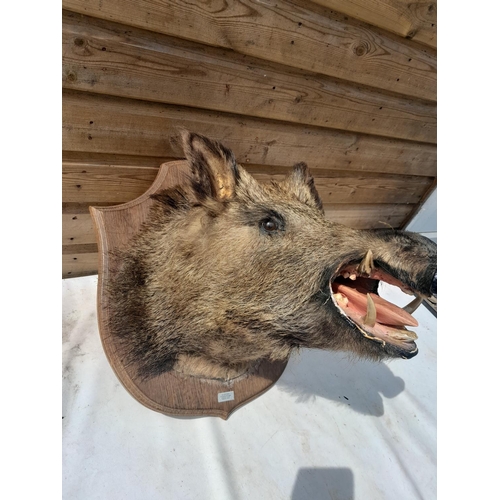 551 - Taxidermy interest :  Vintage well stuffed large boars head mounted on oak plaque
