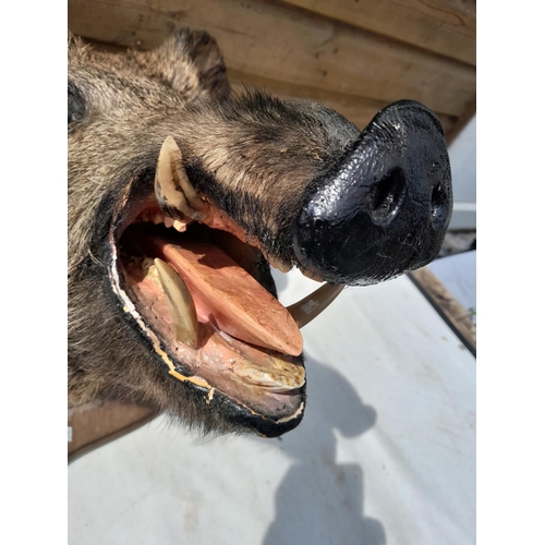 551 - Taxidermy interest :  Vintage well stuffed large boars head mounted on oak plaque