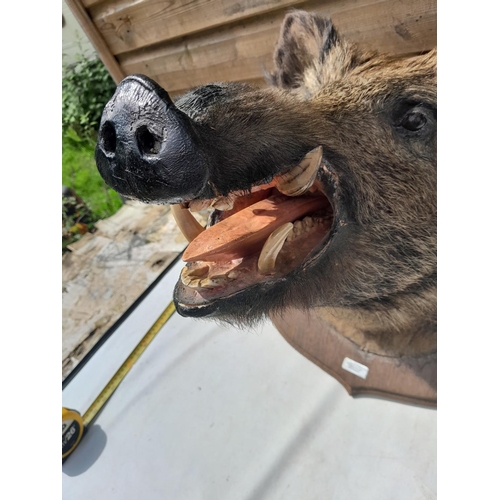 551 - Taxidermy interest :  Vintage well stuffed large boars head mounted on oak plaque