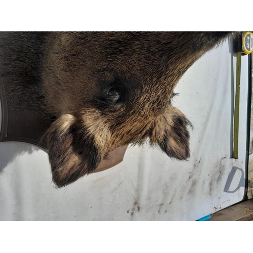 551 - Taxidermy interest :  Vintage well stuffed large boars head mounted on oak plaque