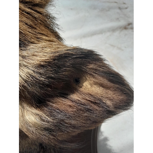 551 - Taxidermy interest :  Vintage well stuffed large boars head mounted on oak plaque