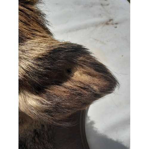 551 - Taxidermy interest :  Vintage well stuffed large boars head mounted on oak plaque