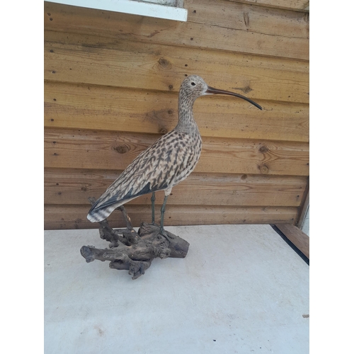 416 - A Mike Wood hand carved and painted wooden sculpture of a Curlew, note woodworm damage to base 7/96