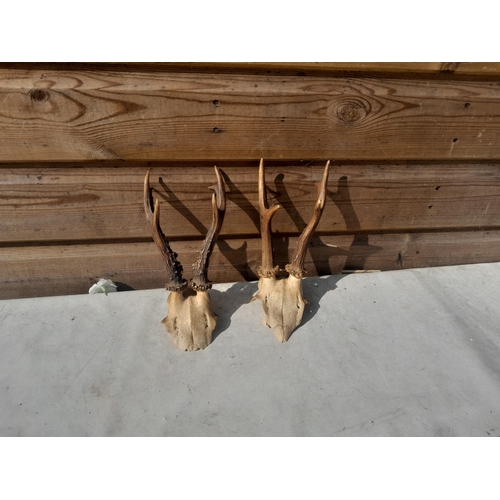 36 - 2 x pairs of roe deer antlers not mounted