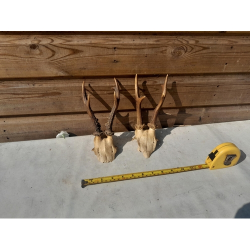 36 - 2 x pairs of roe deer antlers not mounted