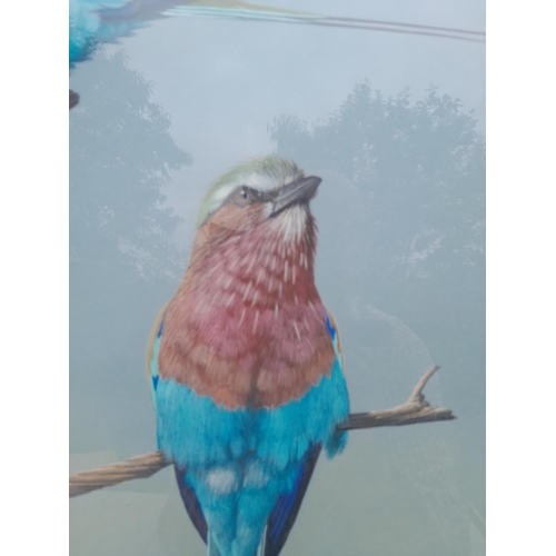 417 - Finely executed 20th century gouache and pastel, by Phillip Huebsch , Lilac Breasted Roller Birds