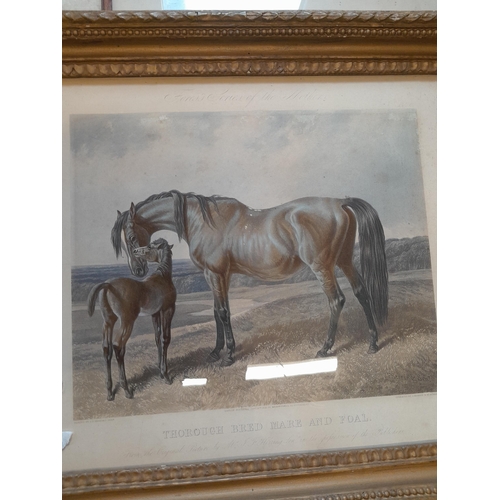 443 - Collection of painting 19th century print Mare & Foal