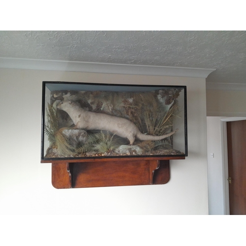 46 - Taxidermy interest : Early 20th century well executed stuffed and realistically mounted otter in a g... 