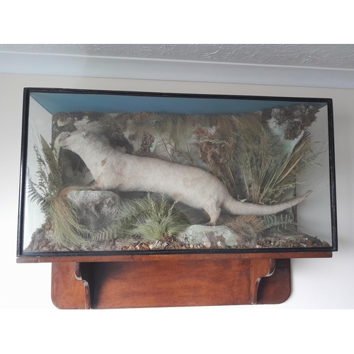 46 - Taxidermy interest : Early 20th century well executed stuffed and realistically mounted otter in a g... 