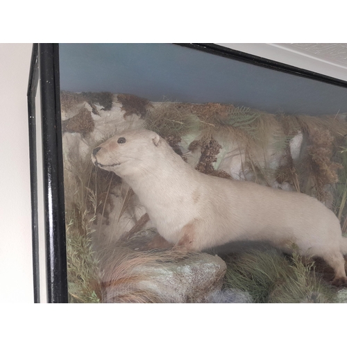 46 - Taxidermy interest : Early 20th century well executed stuffed and realistically mounted otter in a g... 