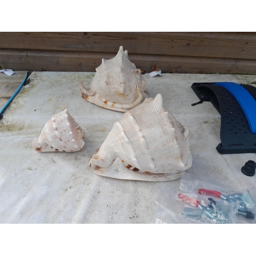 309 - 2 x large conch shells and one other etc.