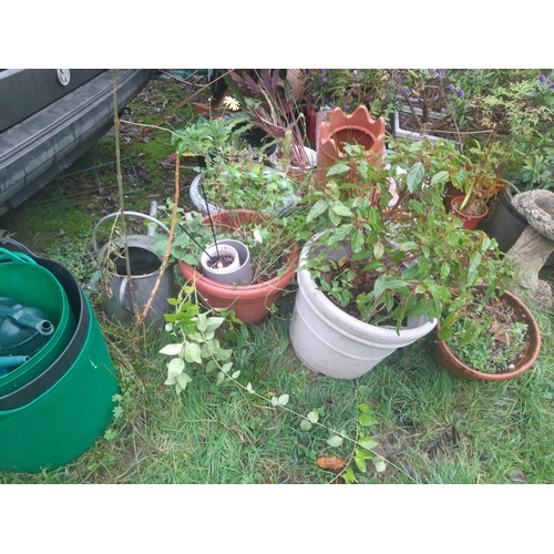 38 - Large array of garden, and indoor plants, some in terracotta pots, some plastic, a varied assortment... 