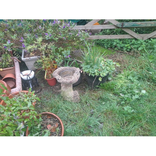 38 - Large array of garden, and indoor plants, some in terracotta pots, some plastic, a varied assortment... 