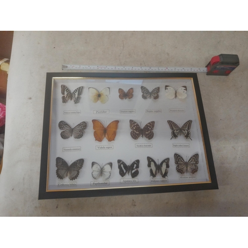 743 - Case of butterflies (CITES Approved)