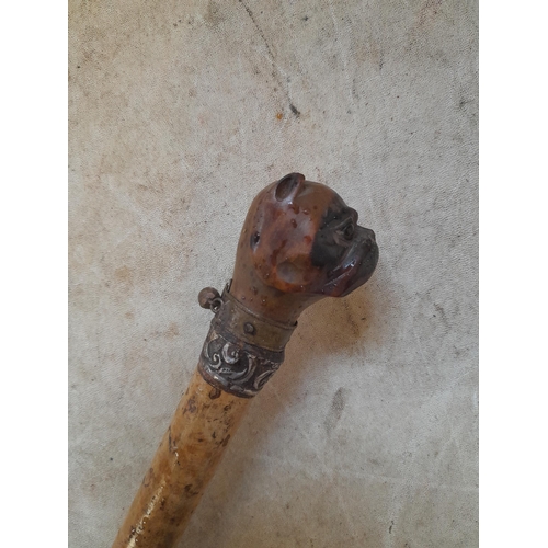 11 - Late 19th / early20th century walking stick with carved wooden dogs head and silver ferrule