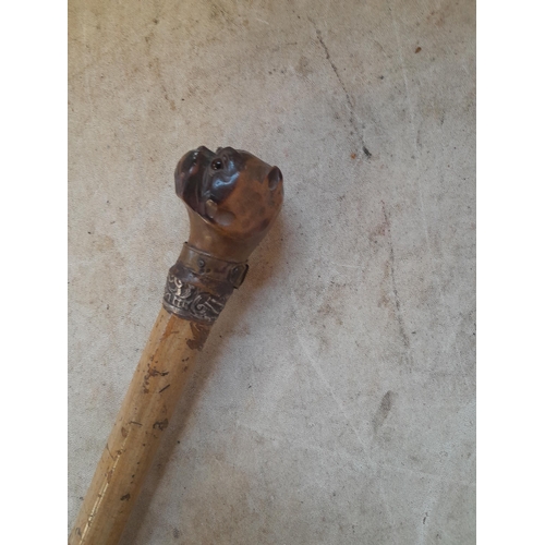 11 - Late 19th / early20th century walking stick with carved wooden dogs head and silver ferrule