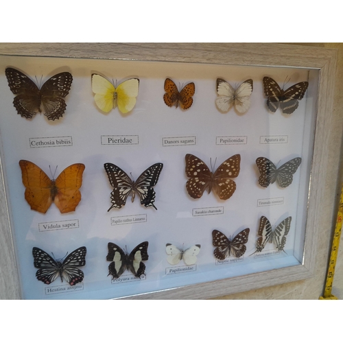 135 - Case of Butterflies (CITES approved)