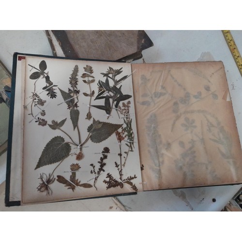 4 - Early 20th century pressed flower and plant album, partially filled with UK species, and Punch volum... 