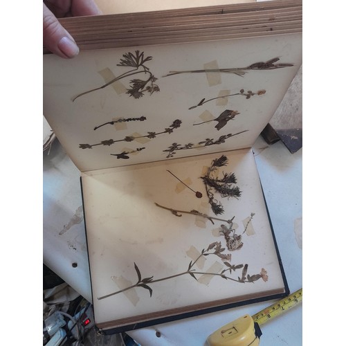 4 - Early 20th century pressed flower and plant album, partially filled with UK species, and Punch volum... 