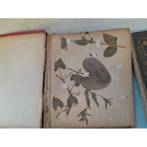 6 - Early 20th century pressed flower and plant album, partially filled with UK species, and a scrap boo... 