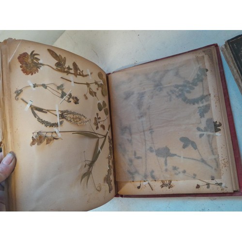 6 - Early 20th century pressed flower and plant album, partially filled with UK species, and a scrap boo... 