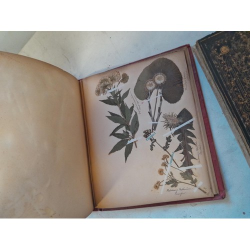 6 - Early 20th century pressed flower and plant album, partially filled with UK species, and a scrap boo... 