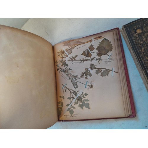 6 - Early 20th century pressed flower and plant album, partially filled with UK species, and a scrap boo... 