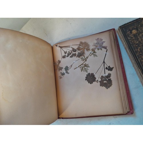 6 - Early 20th century pressed flower and plant album, partially filled with UK species, and a scrap boo... 