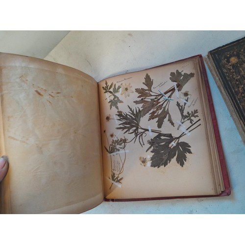 6 - Early 20th century pressed flower and plant album, partially filled with UK species, and a scrap boo... 