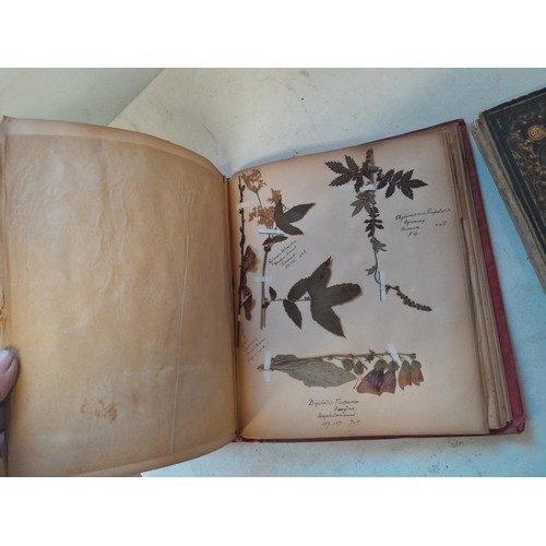 6 - Early 20th century pressed flower and plant album, partially filled with UK species, and a scrap boo... 