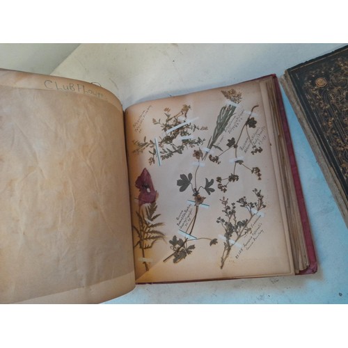 6 - Early 20th century pressed flower and plant album, partially filled with UK species, and a scrap boo... 