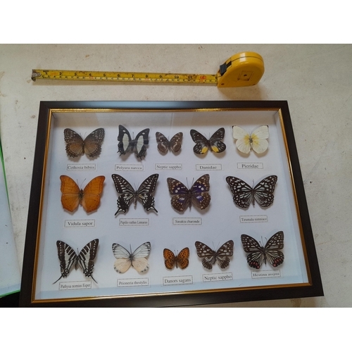 207 - Case of CITES approved butterflies