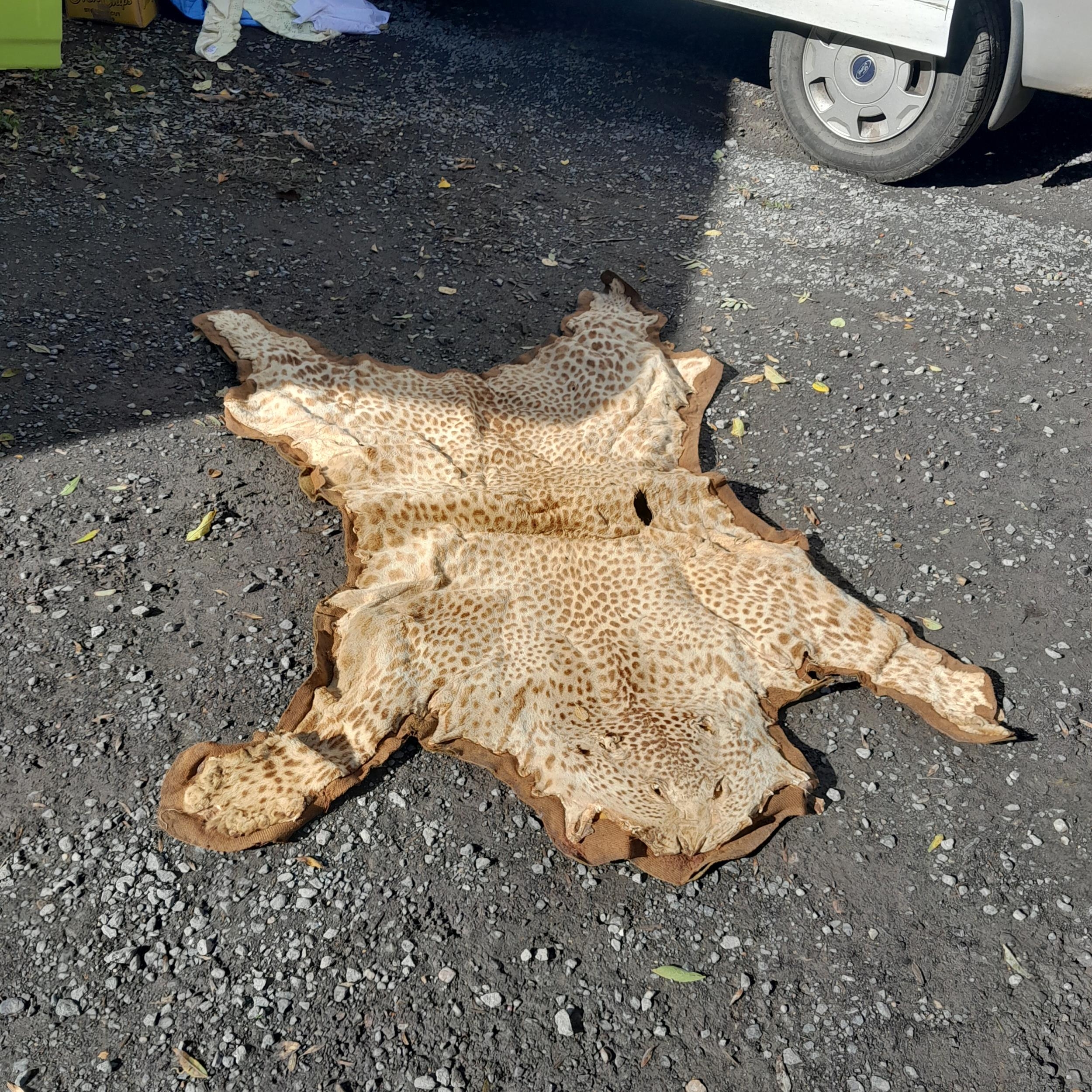Cites Approved pre 1947 leopard skin rug with felt backing