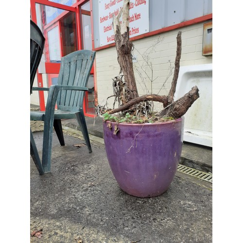 630 - Large Purple Glazed Ceramic Planter & Contents - Approx 18