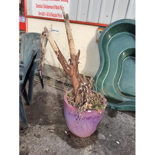 639 - Large Purple Glazed Ceramic Planter & Contents - Approx 18