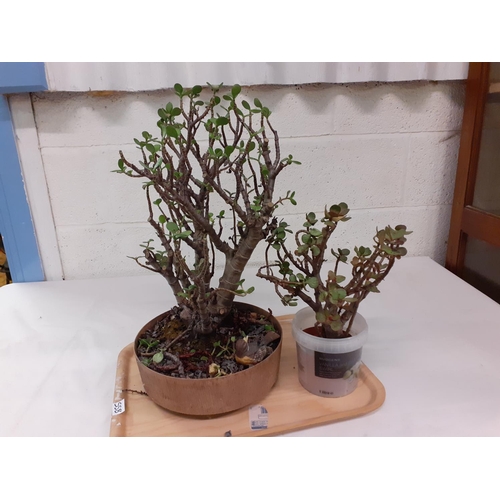 558 - Two Potted Jade Plants or Money Trees.