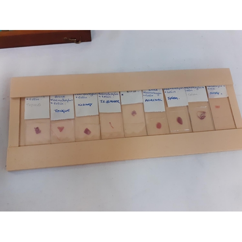 257 - Quantity of Microscope Glass Slides.