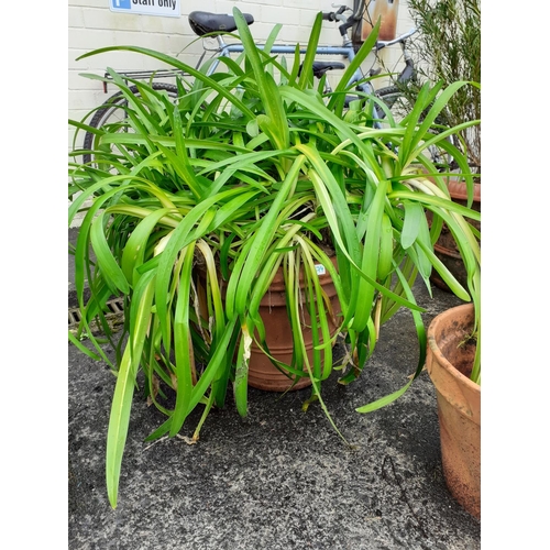 674 - Established Agapanthus in Terracotta Garden Pot.