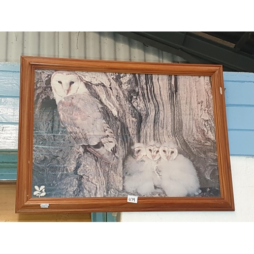 479 - Pine Framed & Glazed Barn Owl & Chicks National Trust Photo.