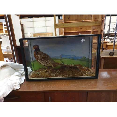 630 - Taxidermy Pheasant in Glass Case - approx 18