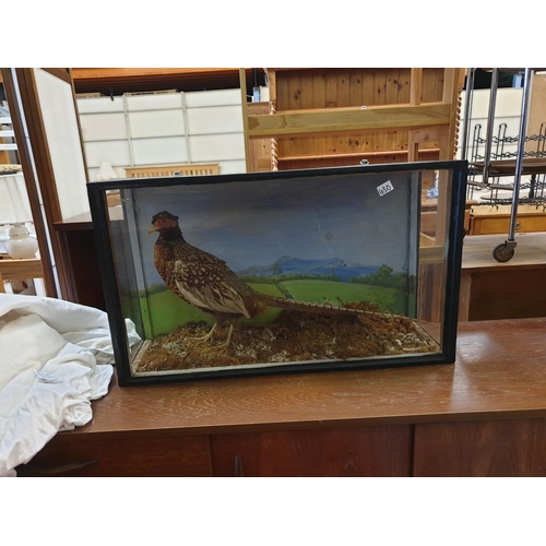 630 - Taxidermy Pheasant in Glass Case - approx 18