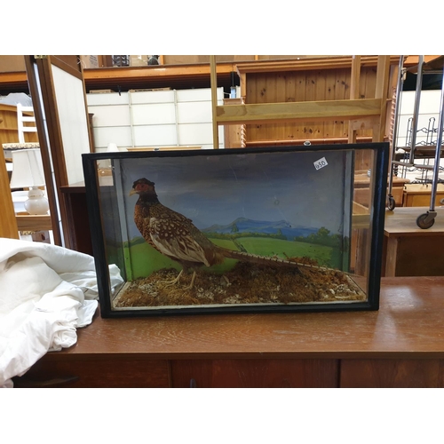 630 - Taxidermy Pheasant in Glass Case - approx 18