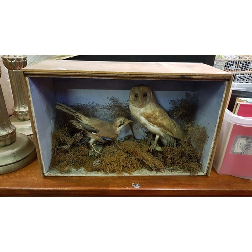 158 - Cased Taxidermy Barn Owl & Jay with Open Front.