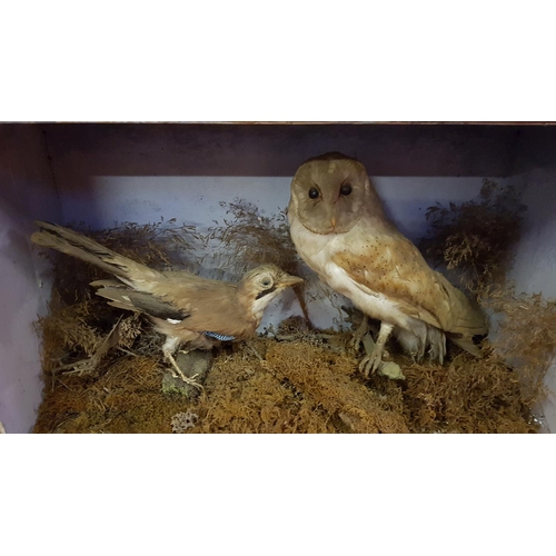 158 - Cased Taxidermy Barn Owl & Jay with Open Front.