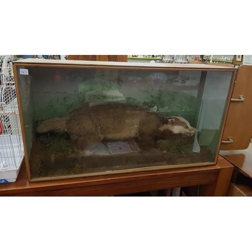 160 - Large Taxidermy European Brown Badger in Glass Front Display Case.